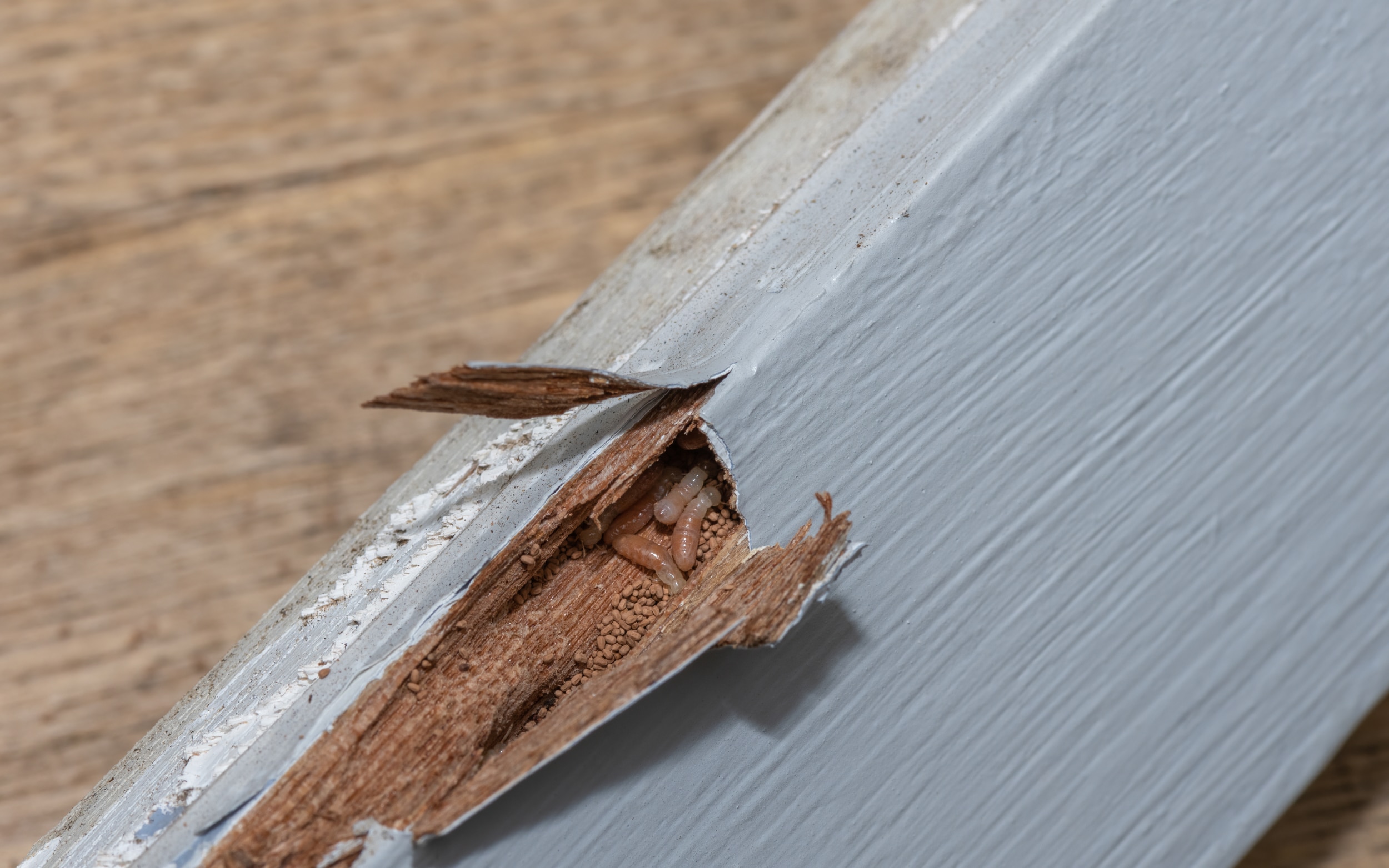 Wood damage and droppings as signs of termites