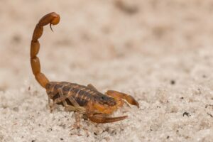 california bark scorpion ready to sting