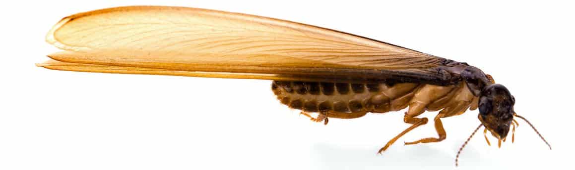 flying termite on white background