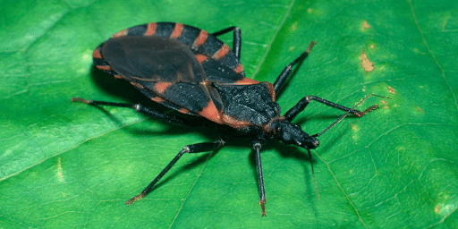 Kissing Bugs Look