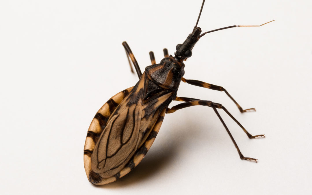 Protect Yourself From Kissing Bugs in California