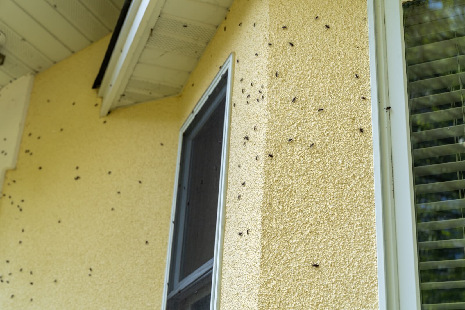 Pest infestation on the exterior of southern california home