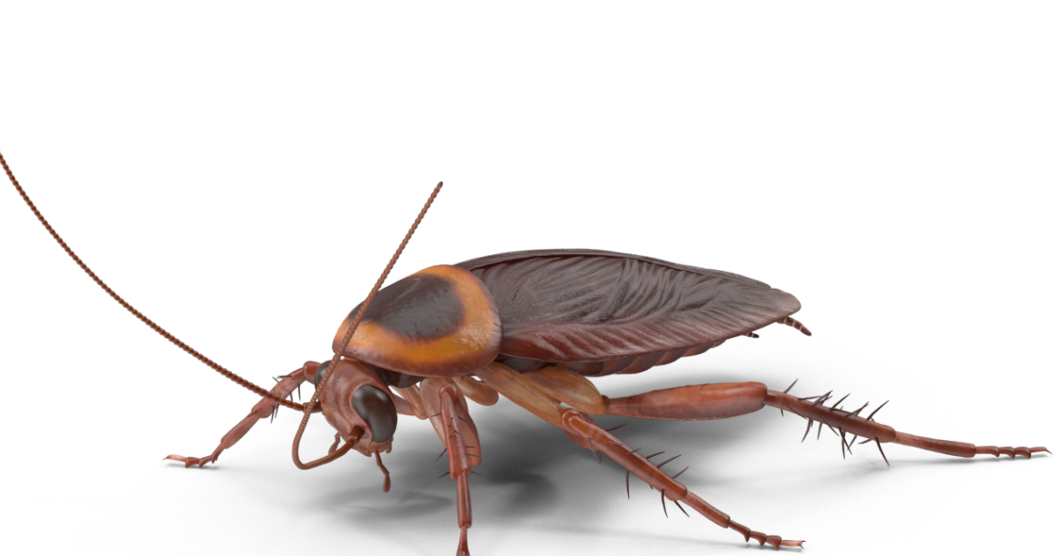 Cockroach Control Preventive Pest Southern California