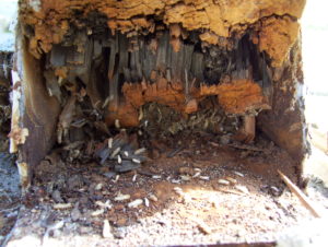 Termites Southern California