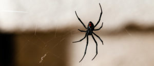 Spider Control in California