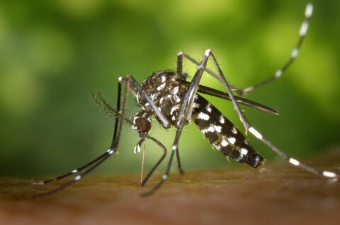 Mosquitoes in California