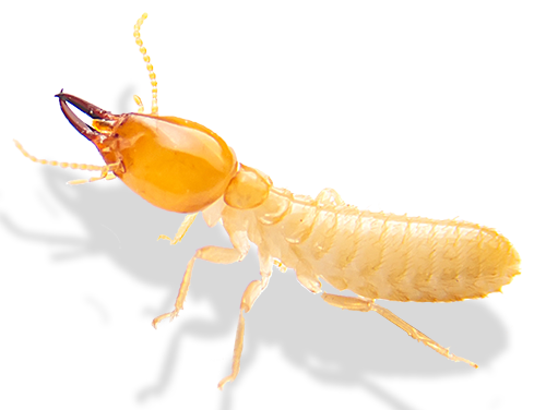 small termite