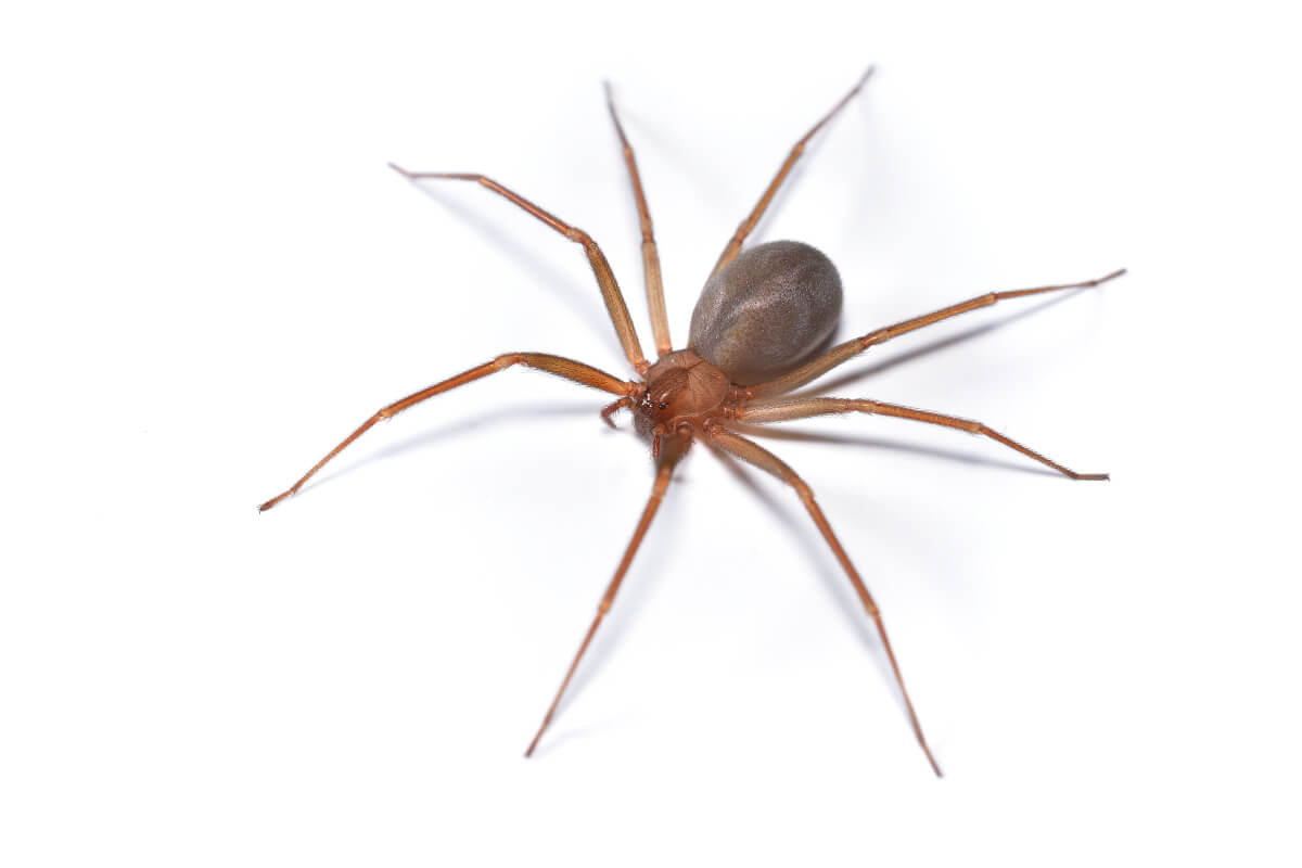 Brown recluse spider spreading its legs on a white background