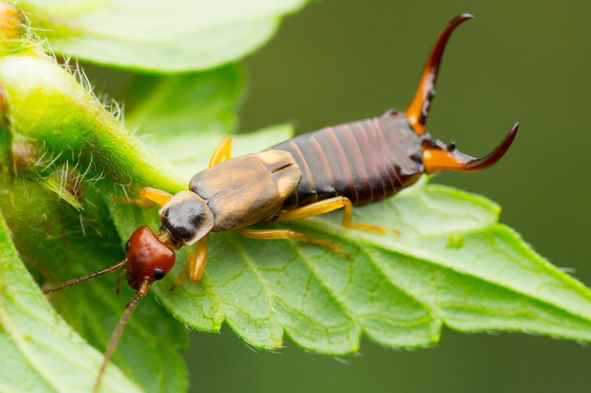 Earwig crawling on a leaf