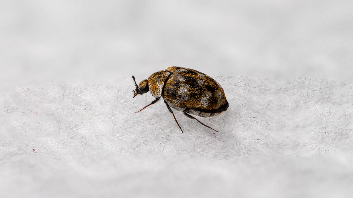 Carpet beetle in Orange County residence.