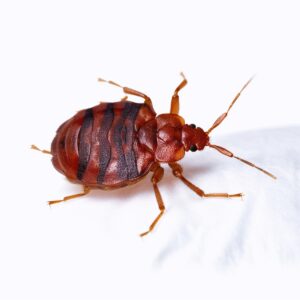 Bed bug in Orange County residence. 