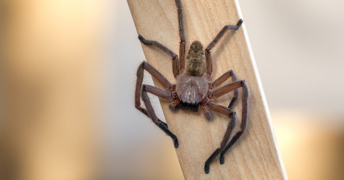 What Are Those Hairy Spiders? 5 Types You Might Encounter