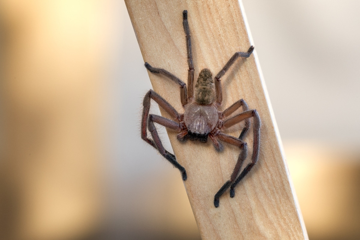 Hairy, brown spider on stick