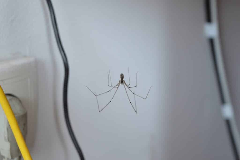 House spider hanging from web