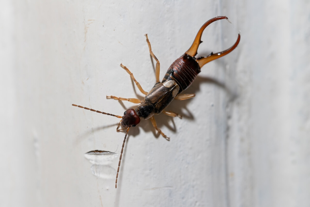 Earwig in Orange County residence