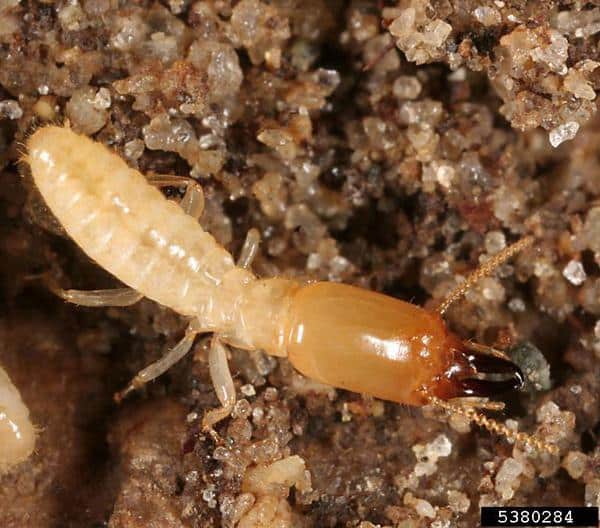 California subterranean termite