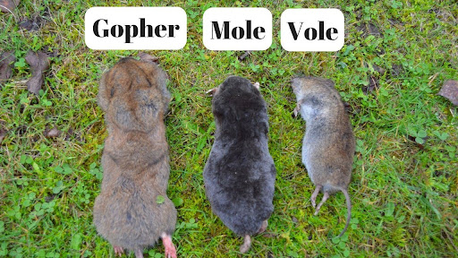 Gopher inches