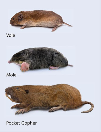 Gopher models