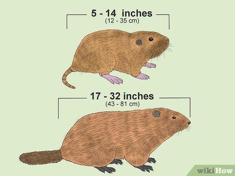 Gopher vs. Groundhog Tail:
