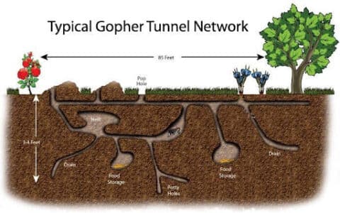 What is a Gopher? Top 4 Questions Answered