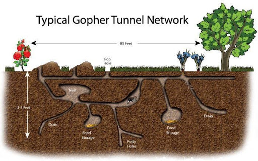 Gophers live underground 