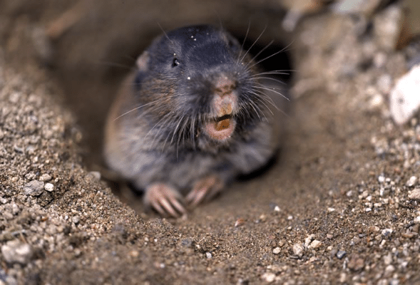 What is a Gopher? 