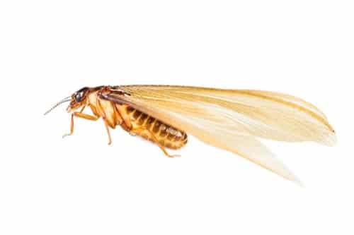 California dry-wood termite 