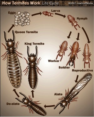 Termite life cycle