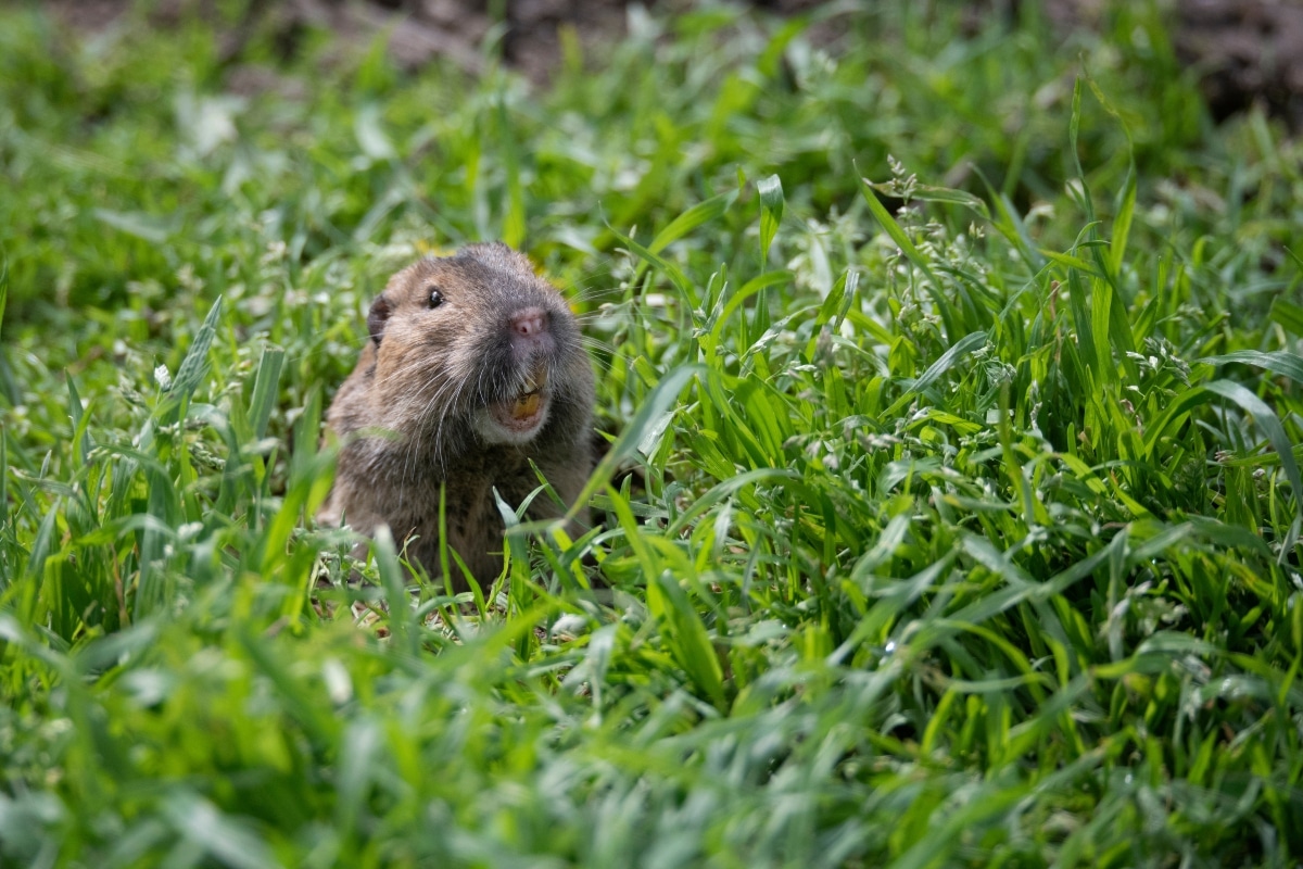 Gopher peeking out of its hole