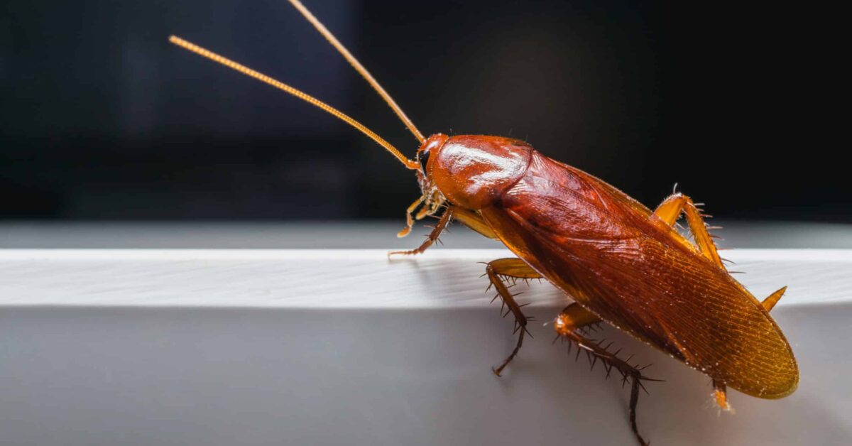 Can Cockroaches Fly? 5 Types That Do