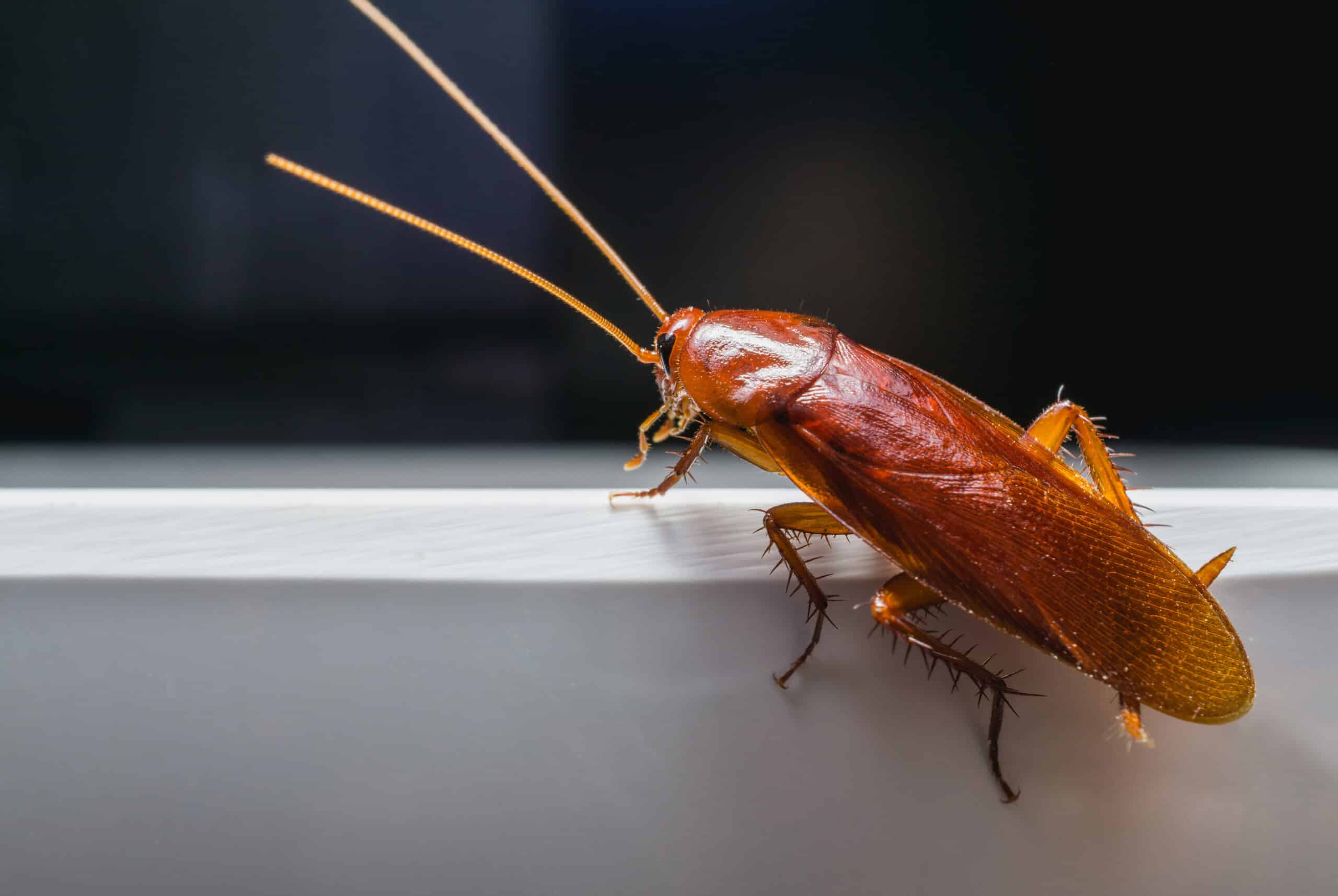 Flying cockroach on countertop