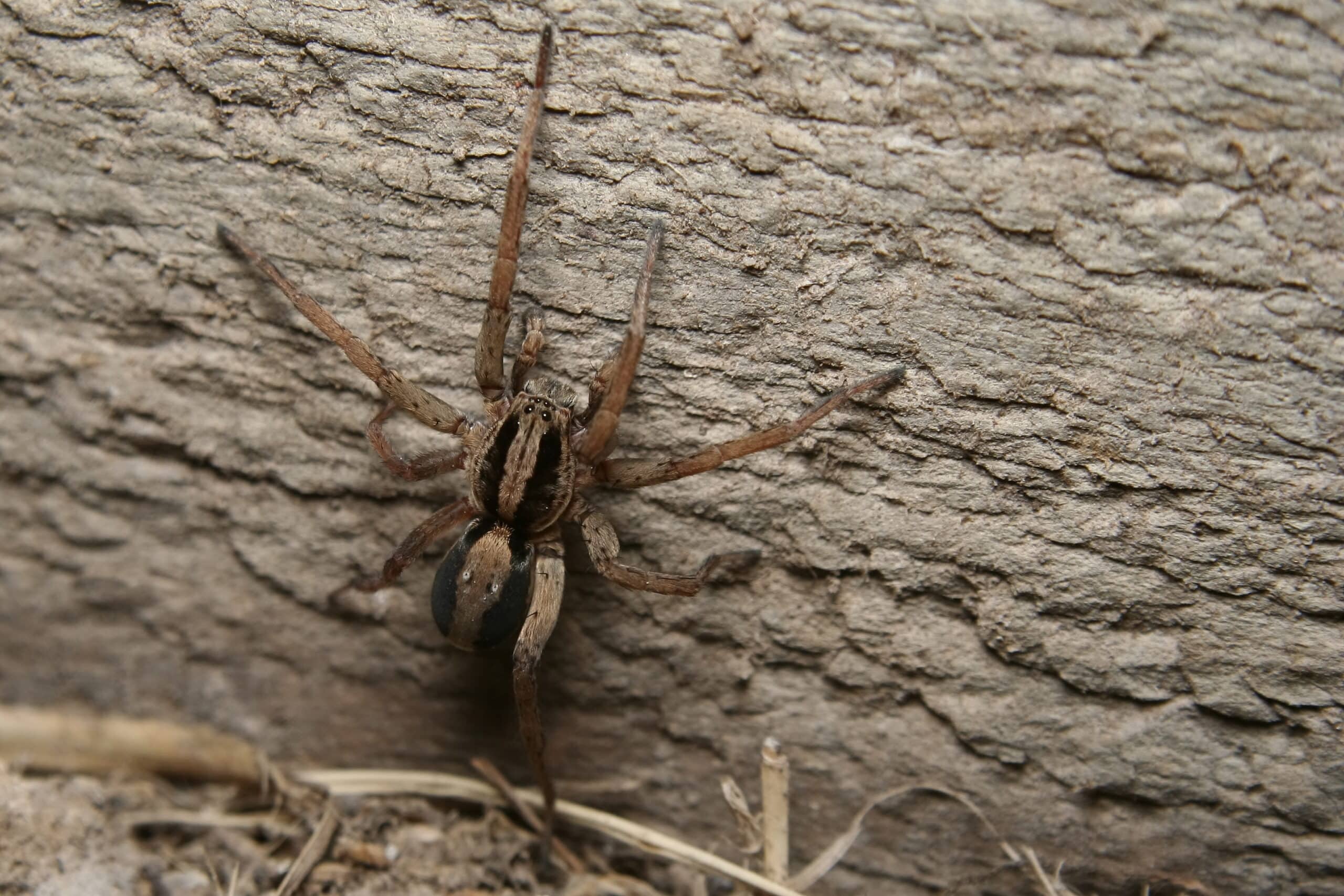 Wolf spider on tree trunk