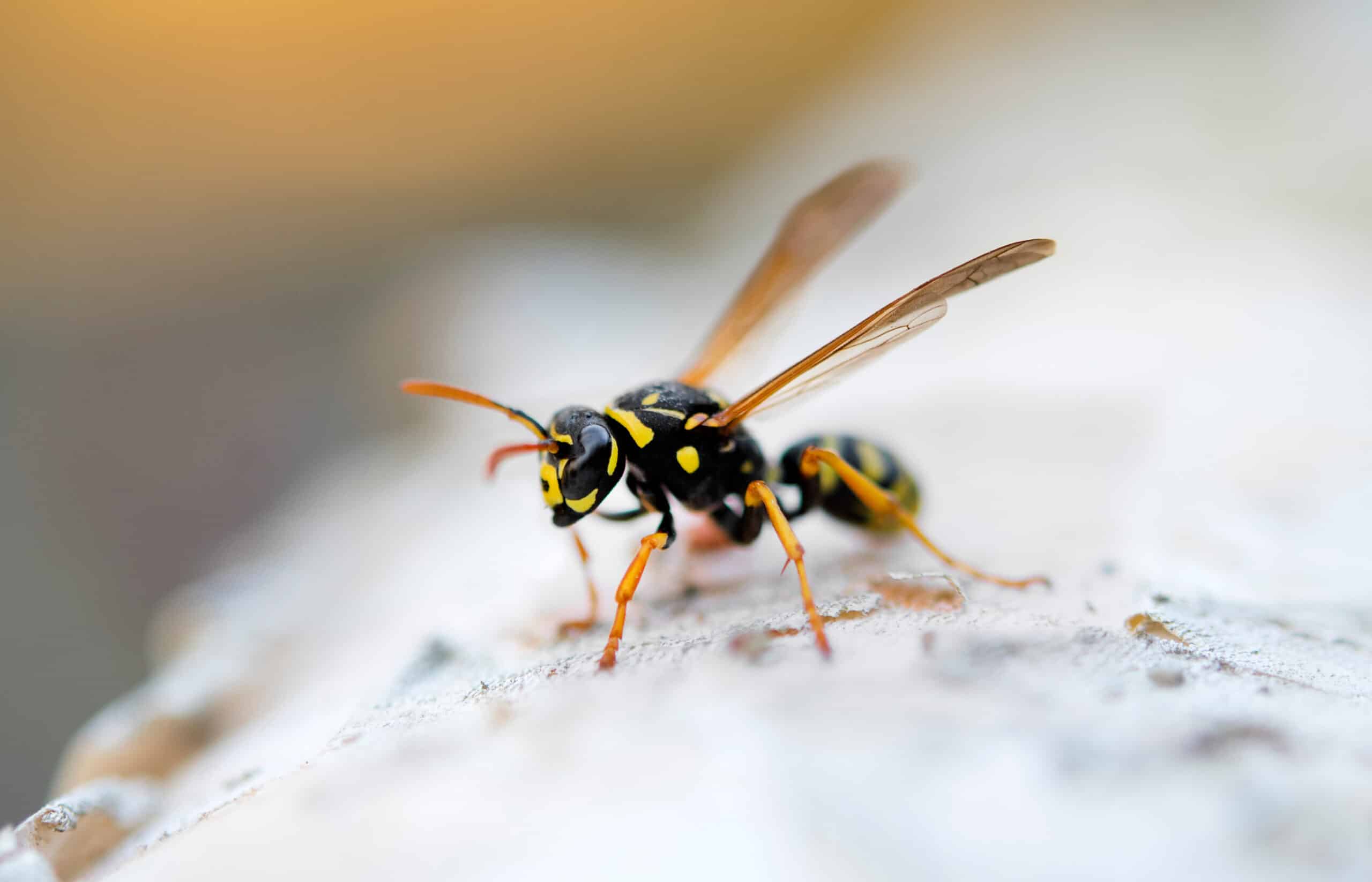 Dangerous yellow jacket on tree branch