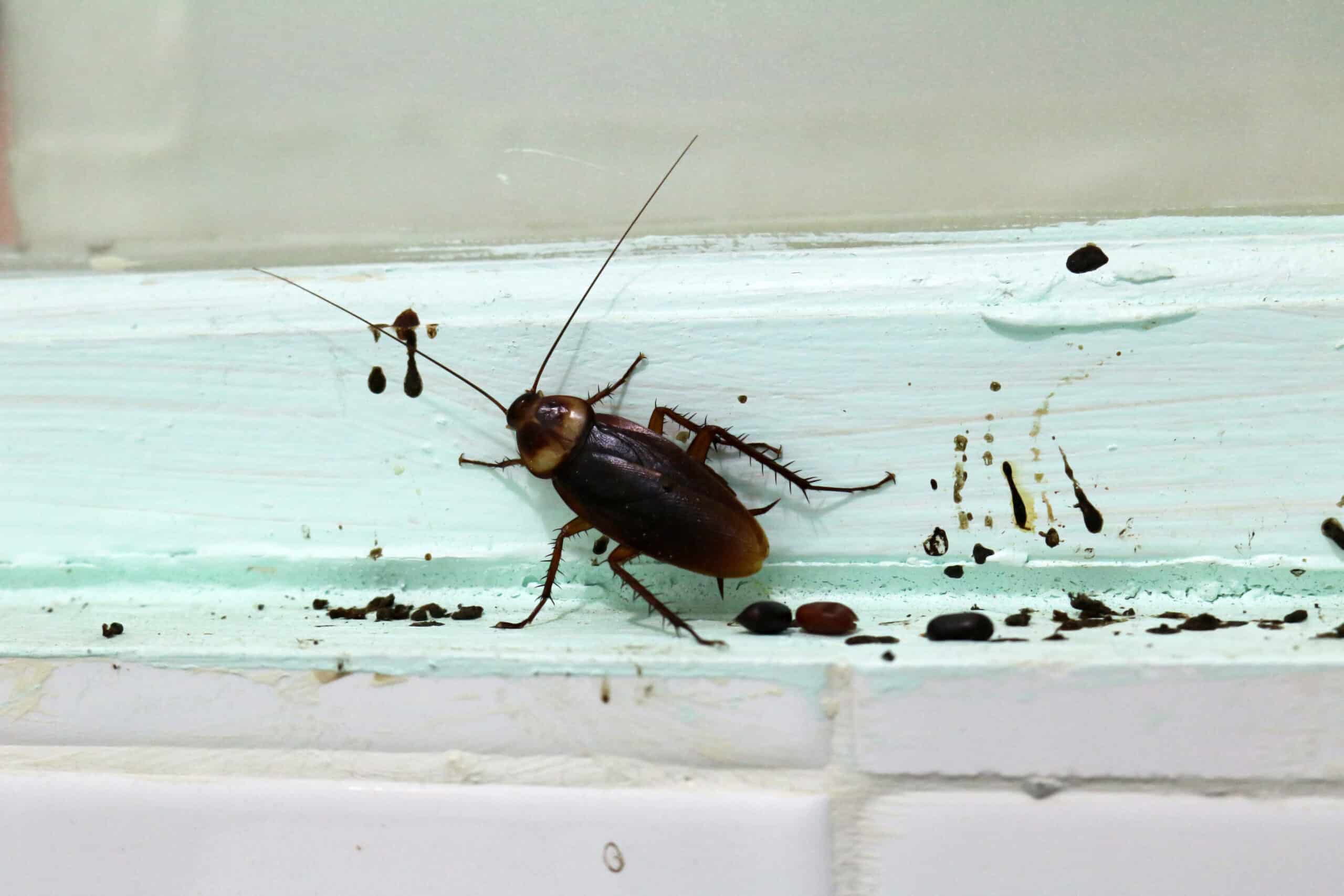 Cockroach with poop, eggs, and other droppings.