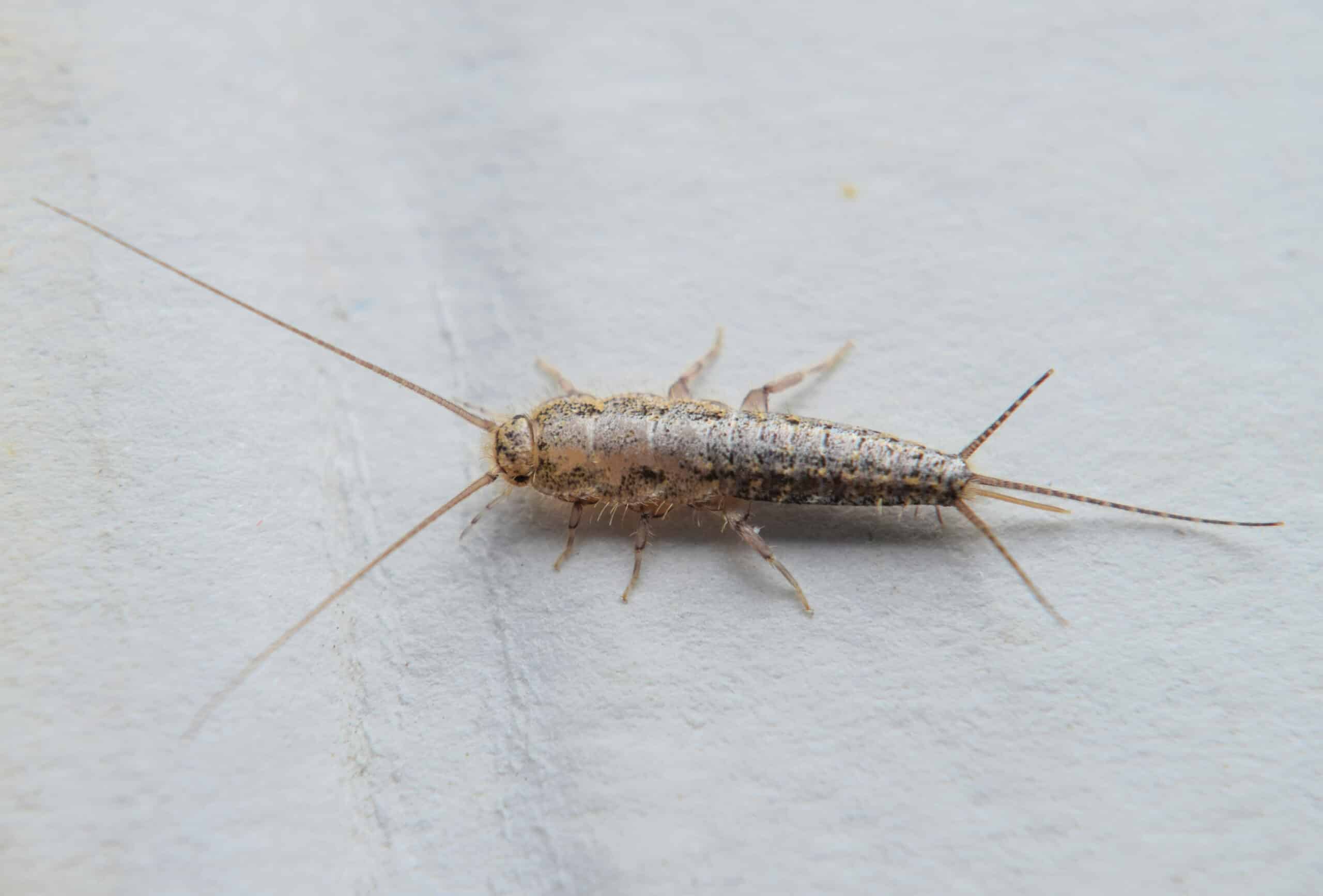 Silverfish inside home