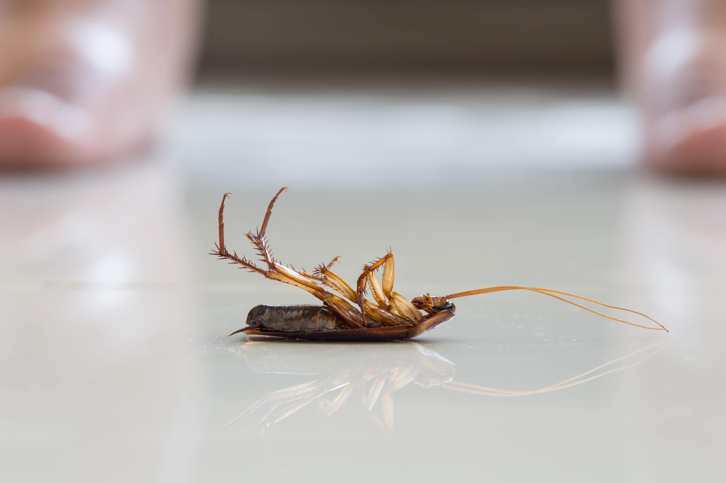 Cockroach dead on its back at the feet of homeowner 