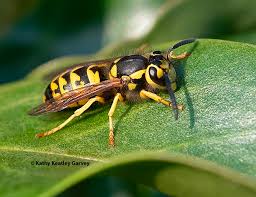 Western Yellowjacket 