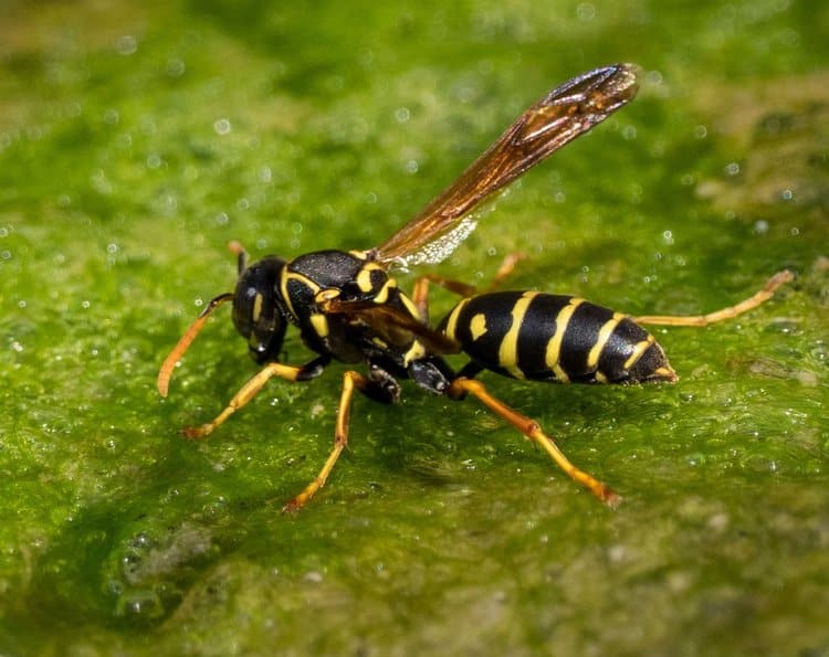 European Paper Wasp