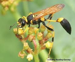 Mud Dauber