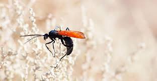 Tarantula Hawk Wasp