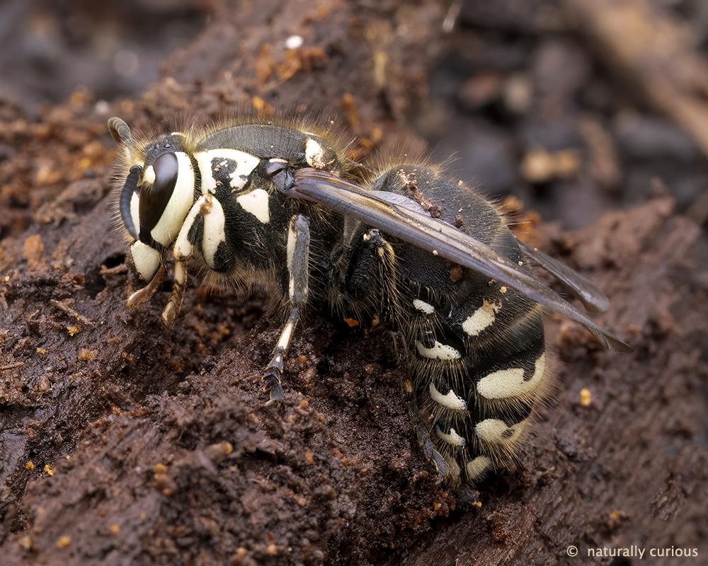 Bald-Faced Hornets