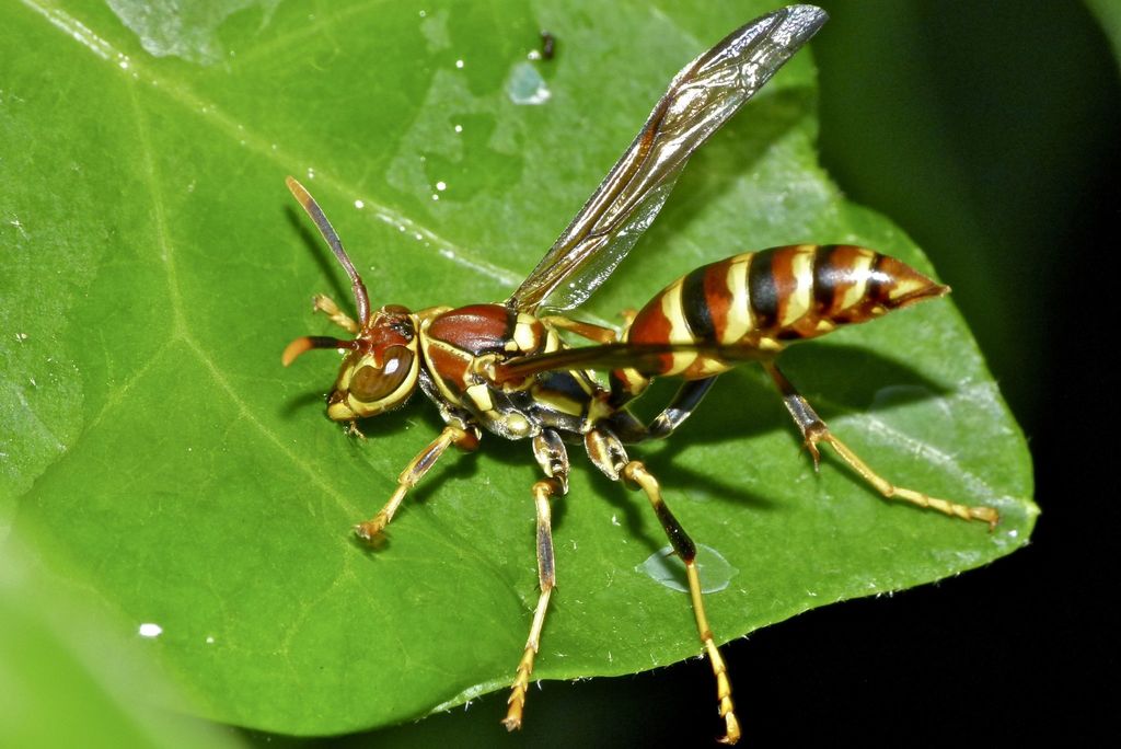 Guinea Paper Wasp