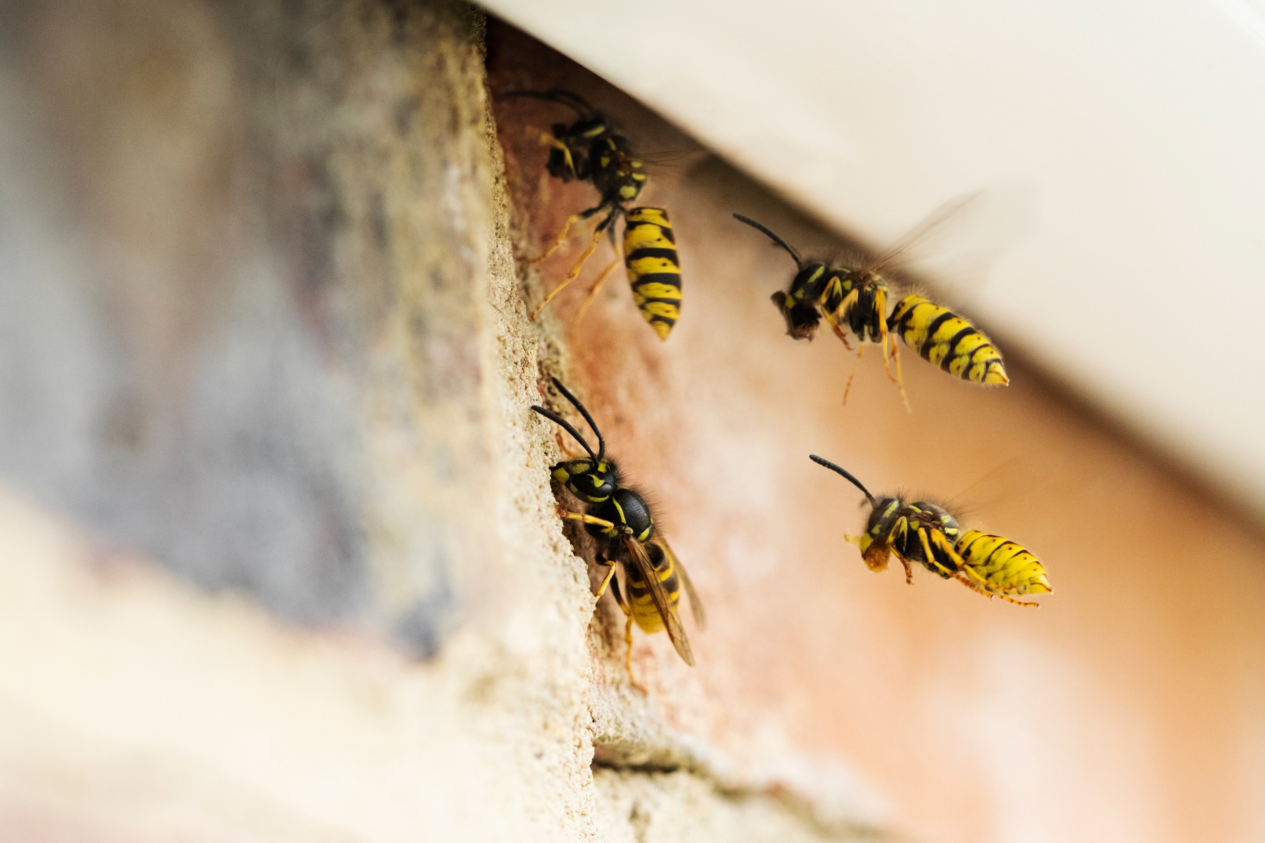 Southern California wasps nesting under roof of home