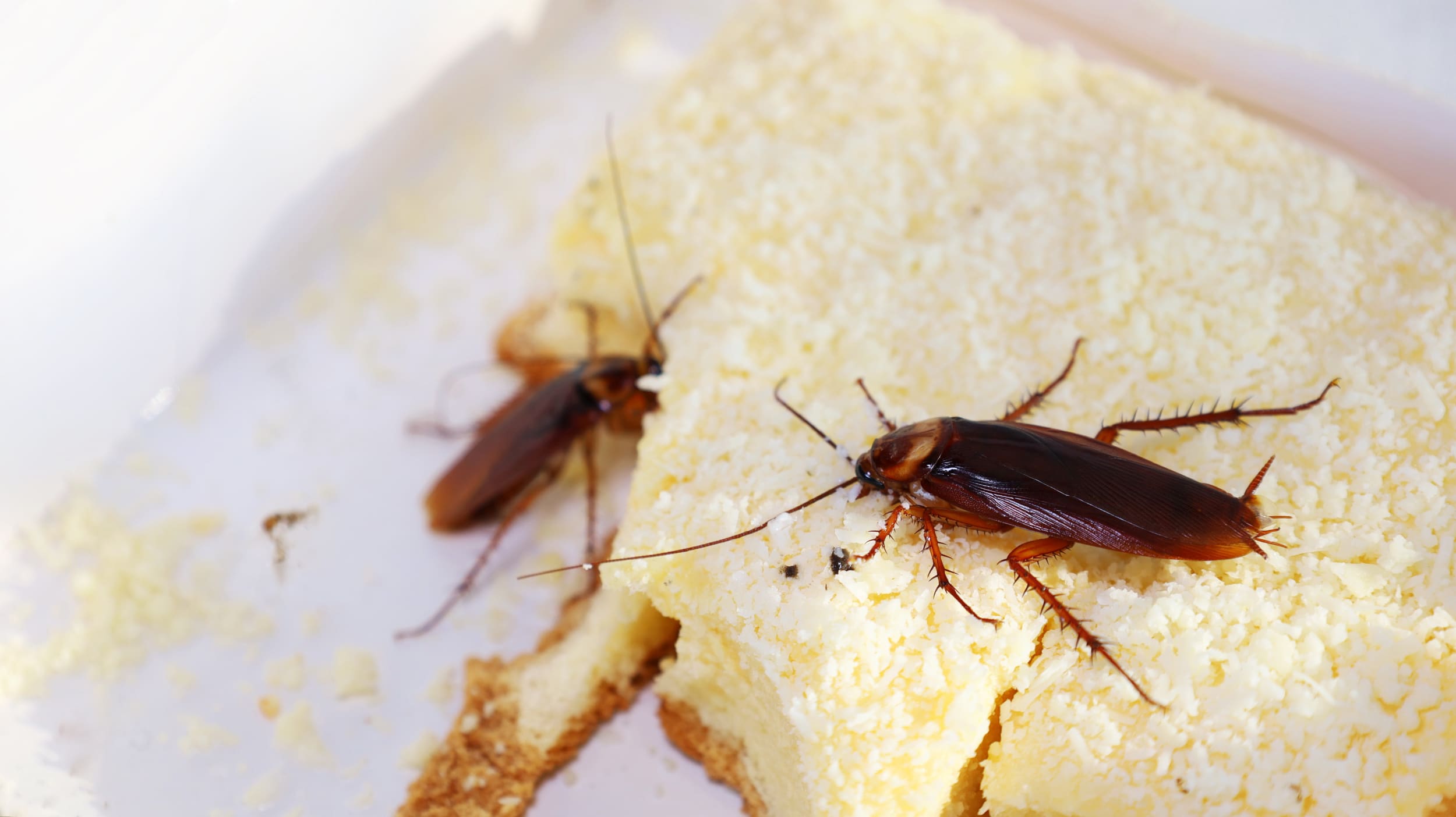 Cockroach eating leftover cake