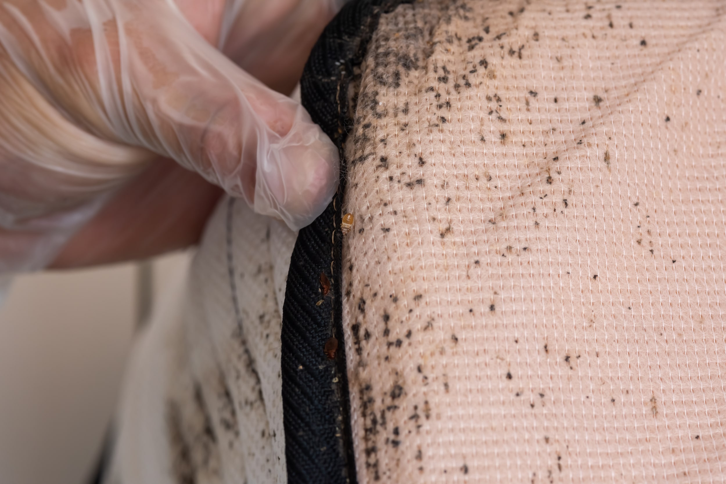 Homeowner checking for signs of a bed bug infestation