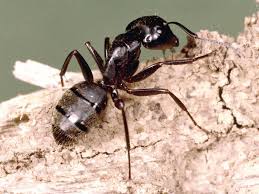 Carpenter Ants