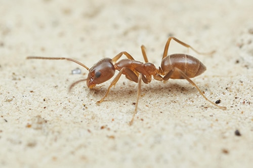 Argentine Ants