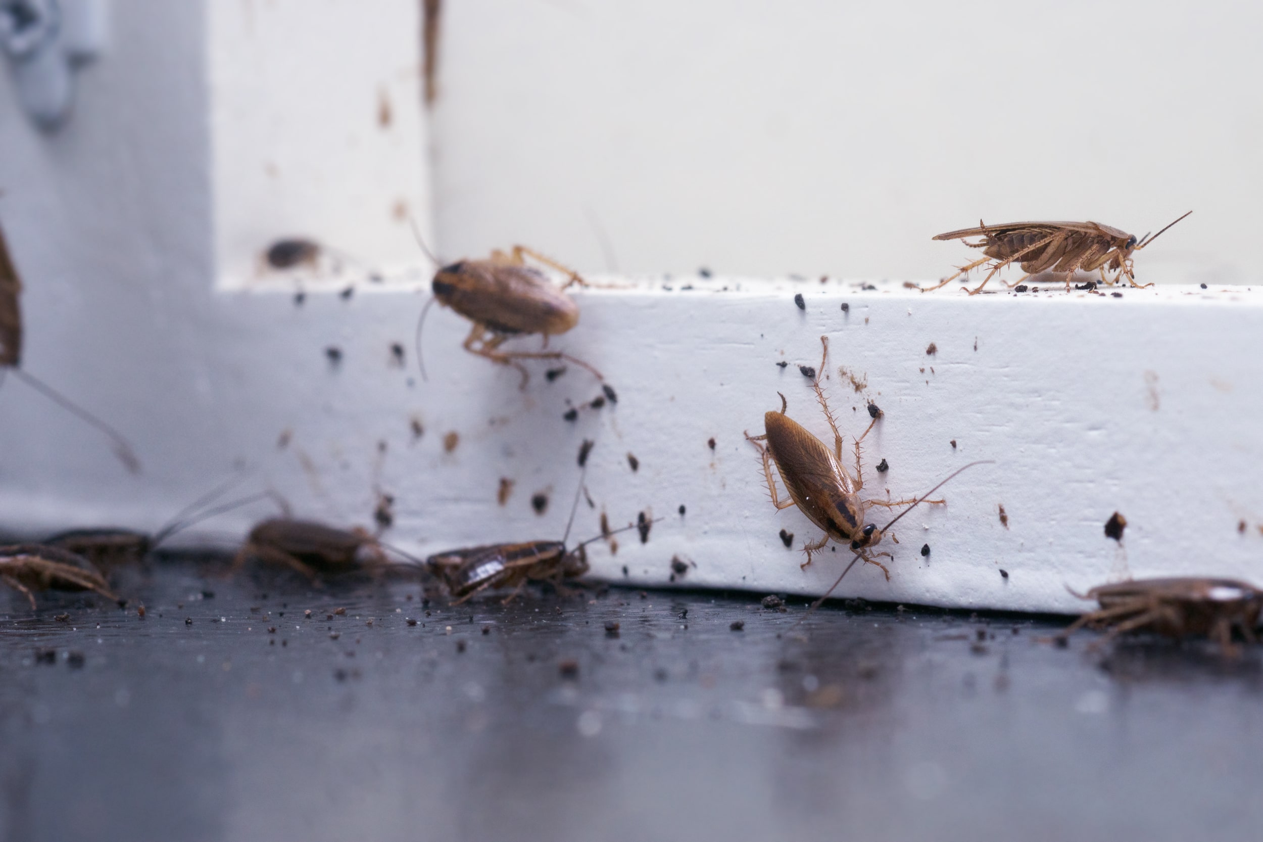 Cockroaches attracted to food in home