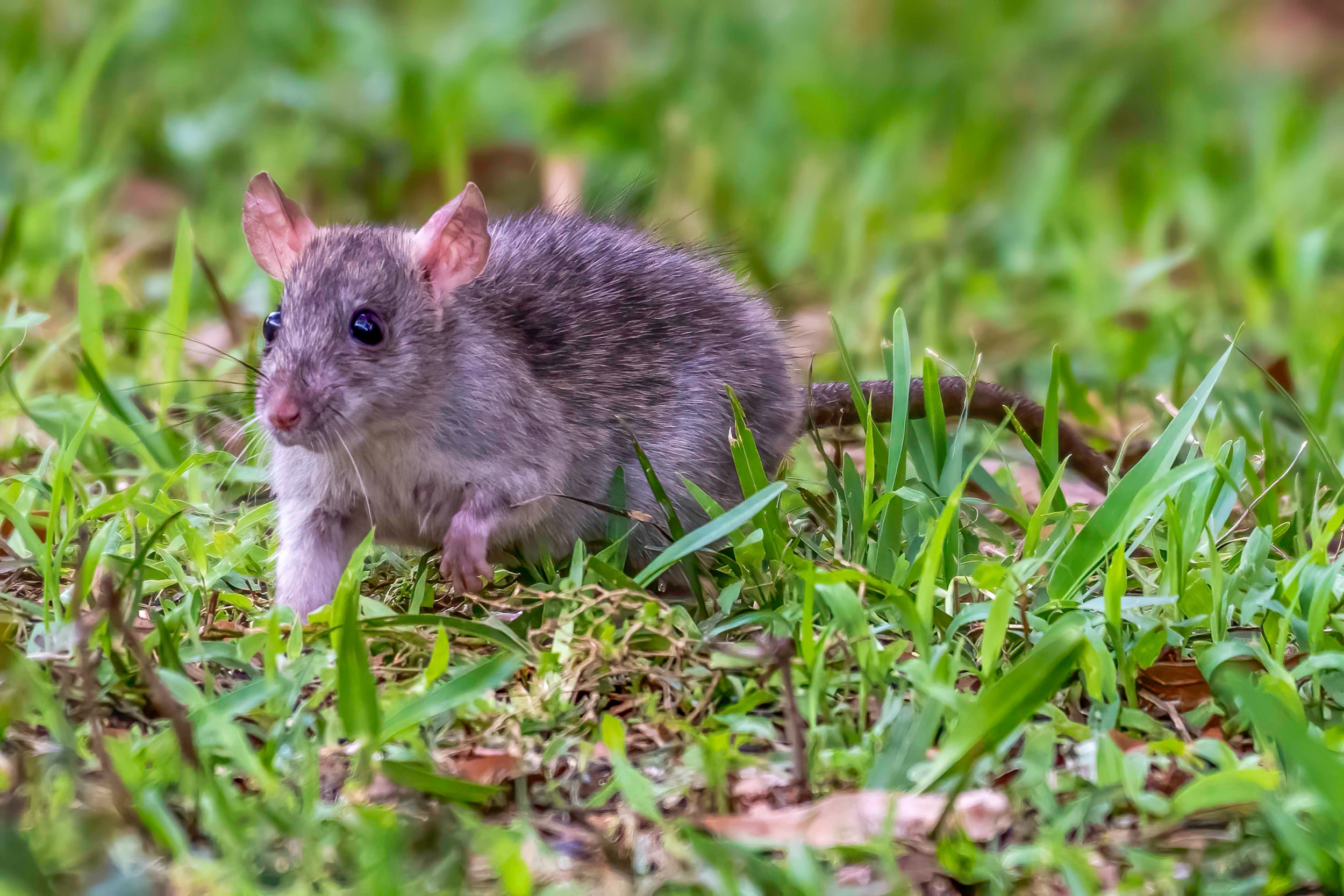 Rat running across backyard 