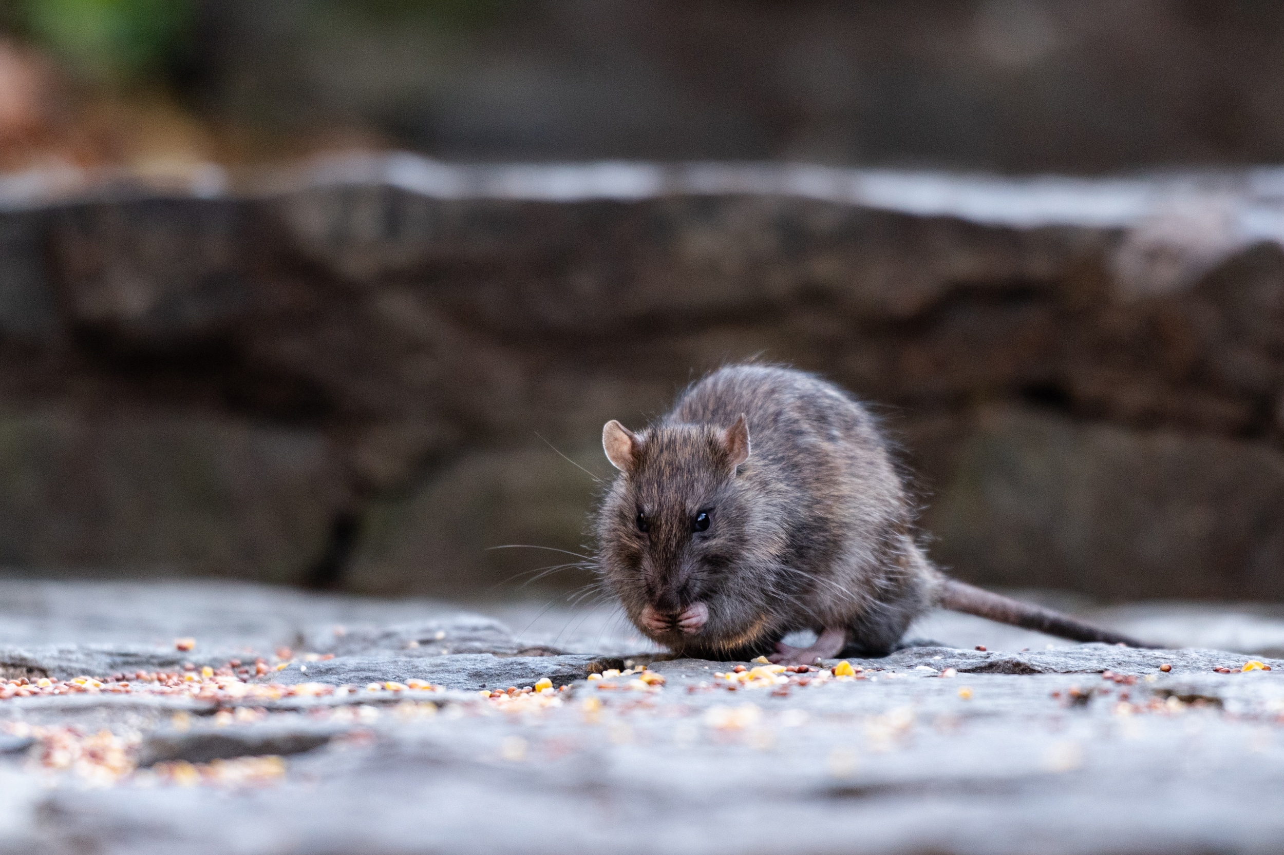 Rat eating seeds 